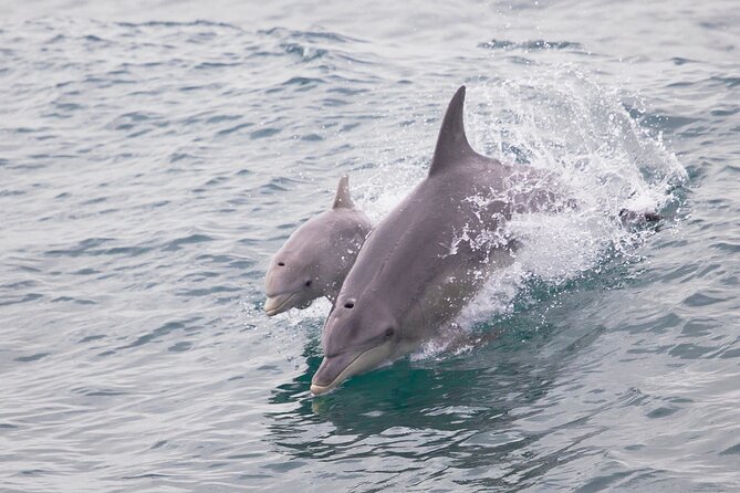 3 Island Wildlife Snorkel - Sea lions, dolphins, pelicans, and birds of prey