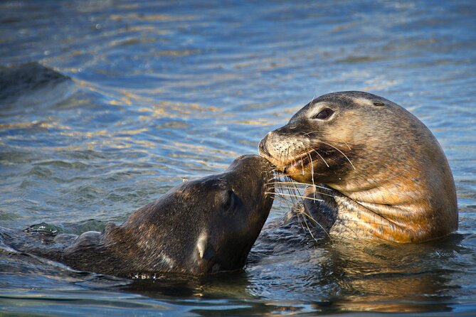 3 Island Wildlife Snorkel - Lunch between the wildlife sightings