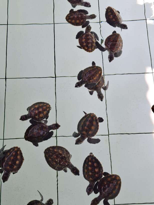 3 islands snorkeling & turtle sanctuary Gopro included - Gili Meno: underwater statue, coral, and turtles