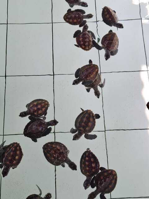3 islands snorkeling & turtle sanctuary Gopro included - Shared trip or private outing?