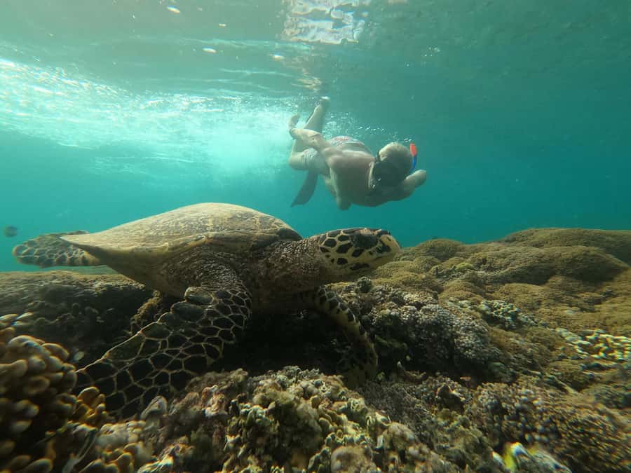 3 Islands Snorkeling with Glass Bottom Boat & GOPRO SHOOT - Turtle Point on Gili Trawangan