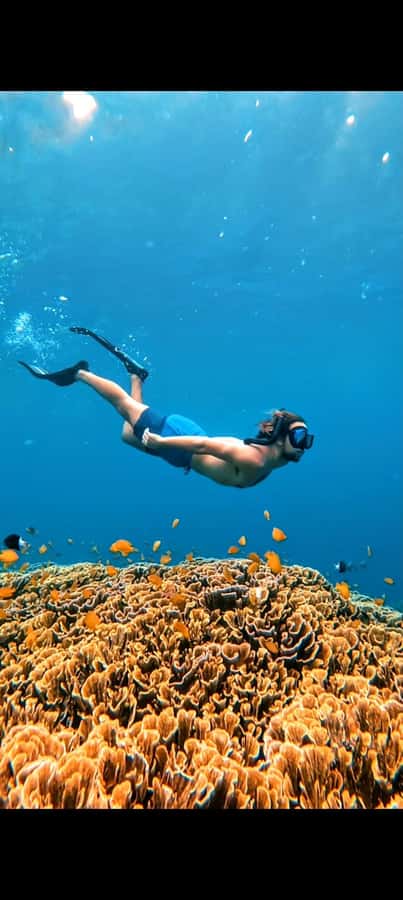 3 Islands Snorkeling with Glass Bottom Boat & GOPRO SHOOT - Coral, fish, and the blue coral stop