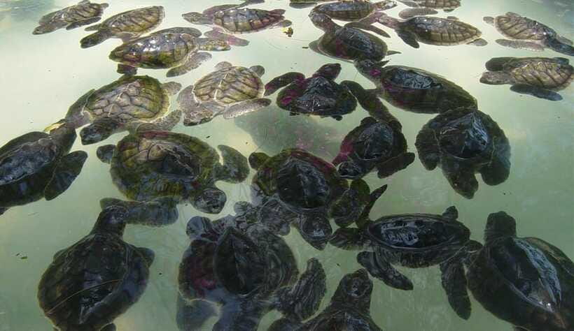 3 Islands Snorkeling with Glass Bottom Boat & GOPRO SHOOT - Crowds, currents, and changing sea conditions
