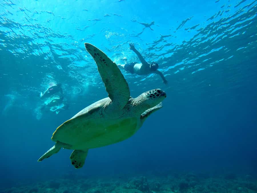 3 Islands Snorkeling with Glass Bottom Boat & GOPRO SHOOT - What the glass-bottom boat adds