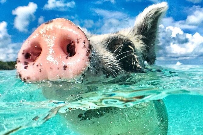 3 Islands Tour, Swim with Pigs, Turtles, Snorkelling & lunch - Key things to know before you book