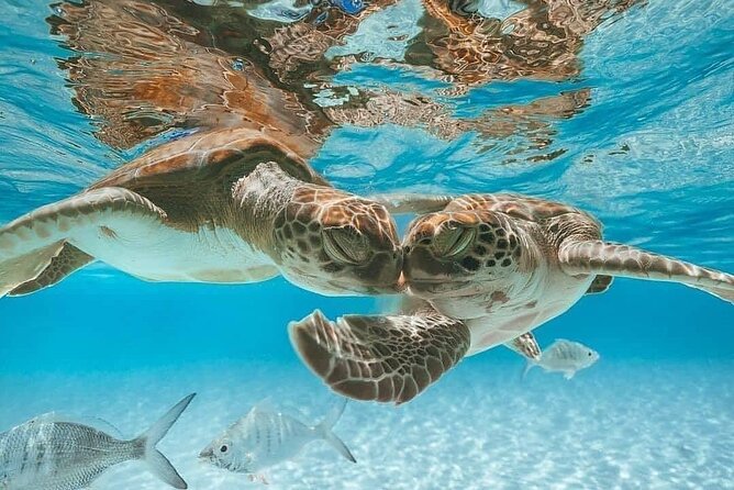 3 Islands Tour, Swim with Pigs, Turtles, Snorkelling & lunch - Atlantis from the water, with a quick photo opportunity