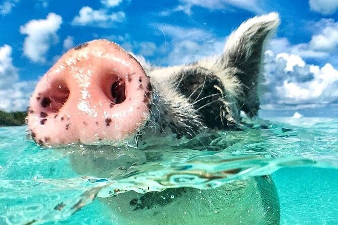 3 Islands Tour, Swim with Pigs, Turtles, Snorkelling & lunch - Green Turtle Cay and the search for sea turtles