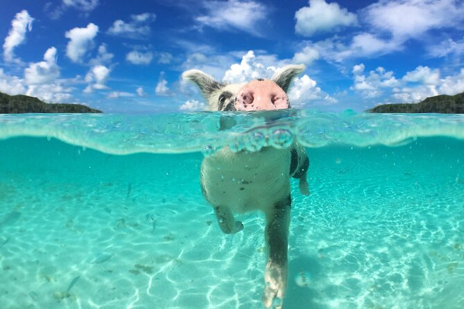 3 Islands Tour, Swim with Pigs, Turtles, Snorkelling & lunch - Rose Island, pigs, paddleboards, and beach chairs