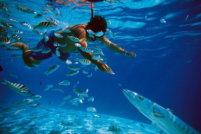 3 Islands Tour, Swim with Pigs, Turtles, Snorkelling & lunch - The crew makes a big difference