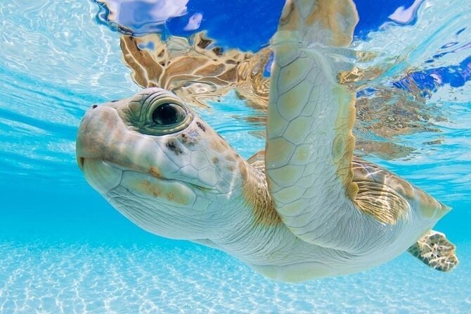 3 Islands Tour, Swim with Pigs, Turtles, Snorkelling & lunch - Pearl Island and the first snorkeling session