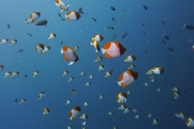 3 Semporna Islands Tour with Snorkel or Diving Experience - Pandanan Bay: the quiet final water stop