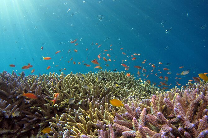 3 Semporna Islands Tour with Snorkel or Diving Experience - Choosing snorkeling or the DSD option