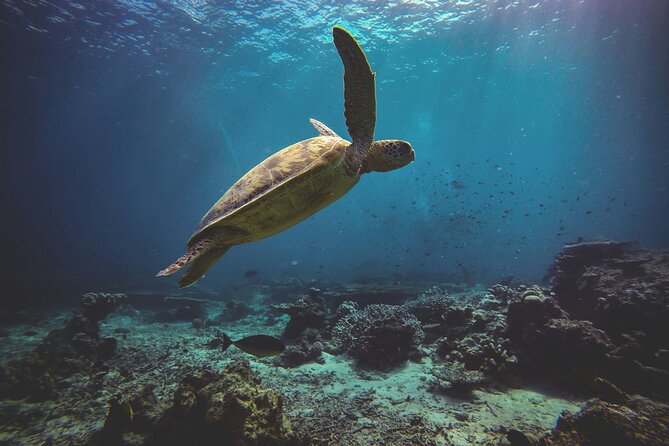 3 Semporna Islands Tour with Snorkel or Diving Experience - Timing, sea conditions, and the real pace of the day