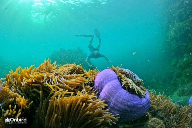 4 Islands & 2 Reefs - Discovery Snorkeling & Relaxing (MAX 12) - Key points before you book