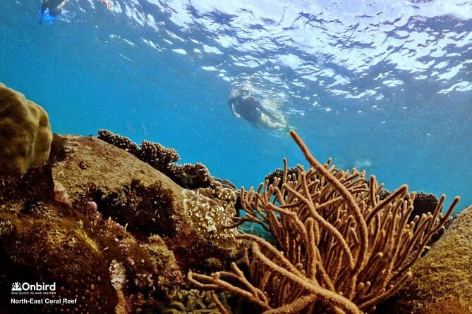 4 Islands & 2 Reefs - Discovery Snorkeling & Relaxing (MAX 12) - Who will enjoy this tour most