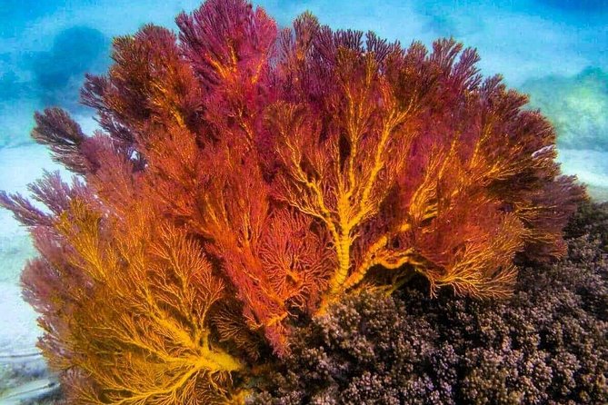 4 Islands Sunset + Plankton, Semi-Private Tour only 12 Guests - What the $81.49 price really covers