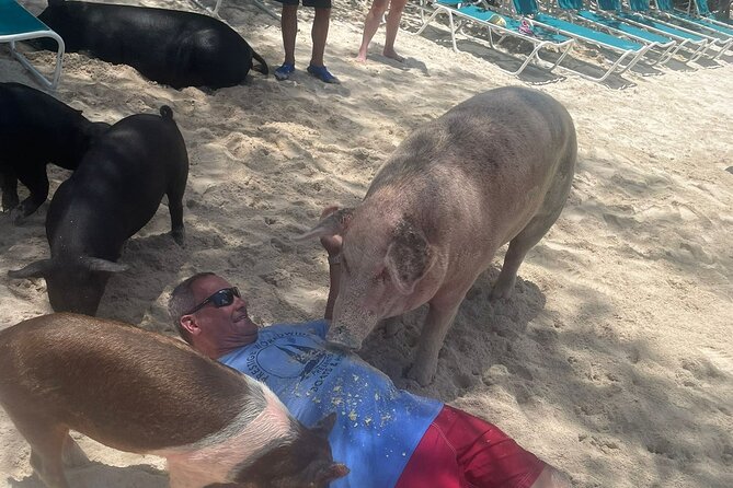 4hr Private Tour Island Hop Snorkel w/ Turtles & Sip Bahama Mamas - The possible Athol Island pig stop