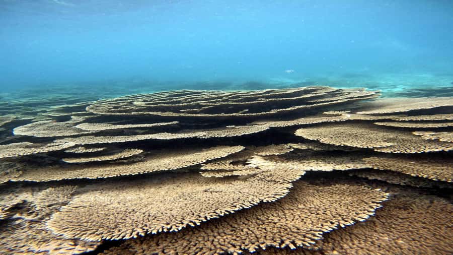 5 Islands Private Speedboat w/ Snorkeling + Lunch & Drinks - Key points to know before booking