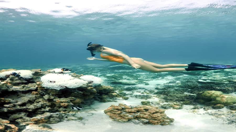 5 Islands Private Speedboat w/ Snorkeling + Lunch & Drinks - Ile aux Aigrettes and the return through the islands
