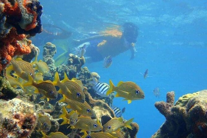 5 islands tour to rosario Islands with snorkeling activity! - The guides can make or break the day