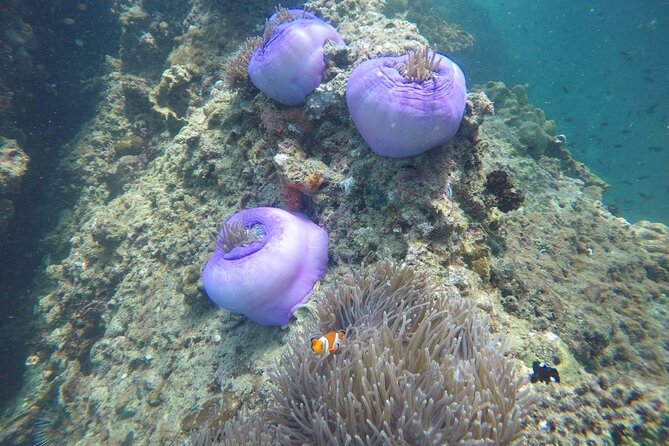 7 Islands Sunset Tour with Buffet Dinner & Night Snorkeling - Koh Raeng and the bioluminescent plankton swim