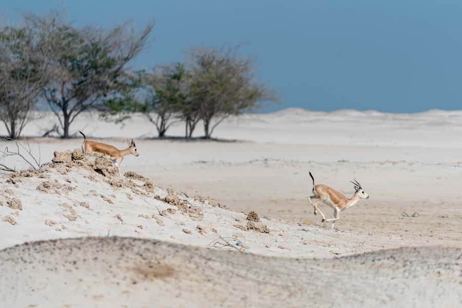 Abu Dhabi: 4-Hour Guided Cruise & Island Hopping - Who should book this island cruise?