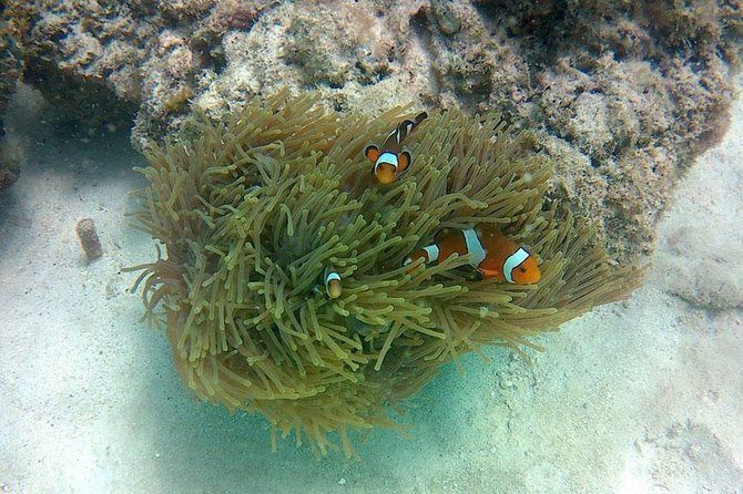Amazing Krabi 7 Islands One Day Snorkeling Tour By Big Longtail Boat - Two Hours on Poda Island