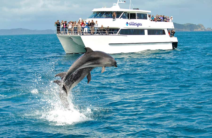 Auckland: Bay of Islands Day Tour with Dolphin Cruise - Is $283 a Fair Price?