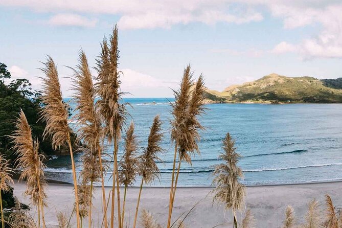 Auckland Region | Island Hopper Package Tour (2 Guests Minimum) - Starting in Auckland and Crossing the Hauraki Gulf