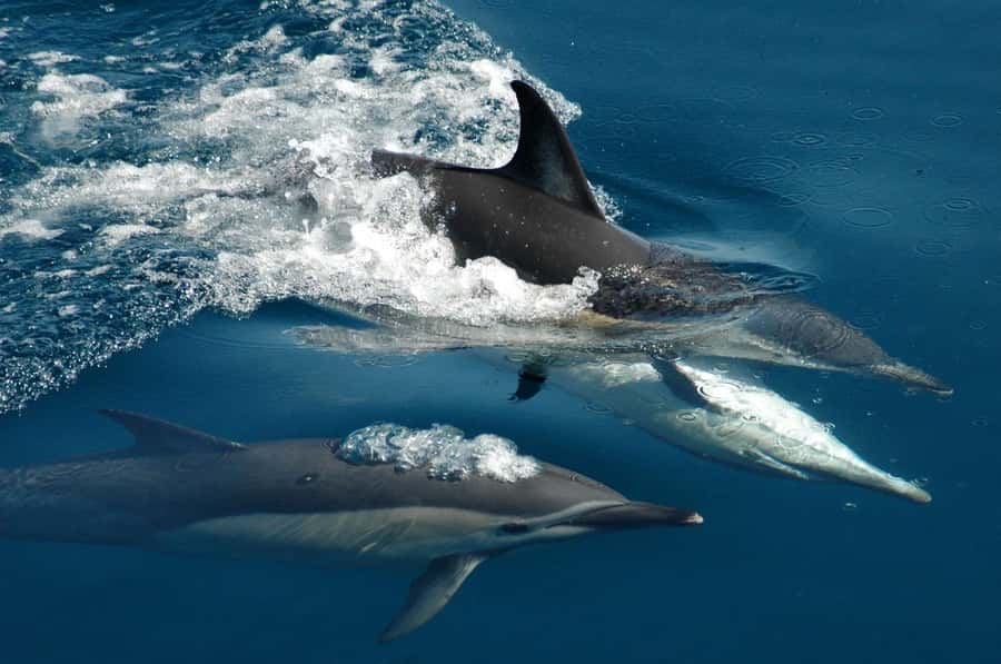 Auckland: Tikapa Moana Whales, Dolphins and Islands Cruise - Rotoroa Island: trails, beaches, and conservation