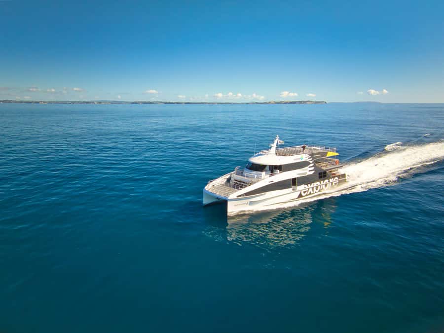 Auckland: Tikapa Moana Whales, Dolphins and Islands Cruise - Searching for dolphins, whales, and seabirds