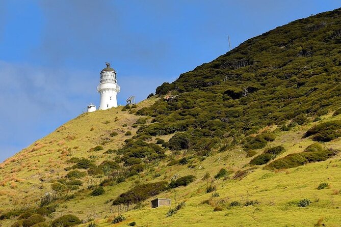 Bay of Islands Cruise & Island Tour - Snorkel, Hike,Swim,Wildlife - The second island stop: swim, snorkel, or slow down