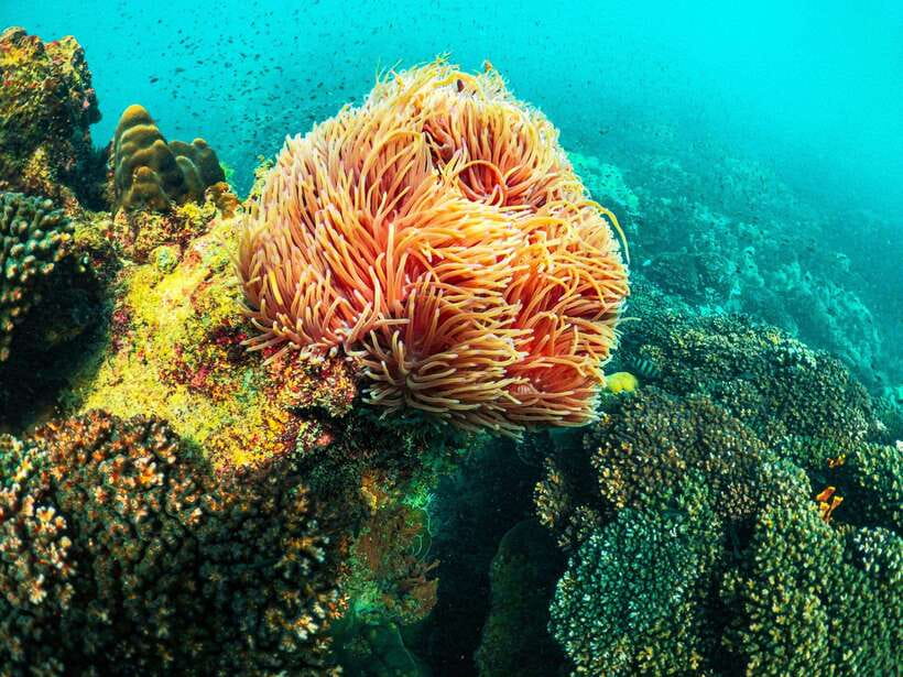 Best seller Phu Quoc Snorkeling Three Islands by Boat Tour - Key points to know before booking