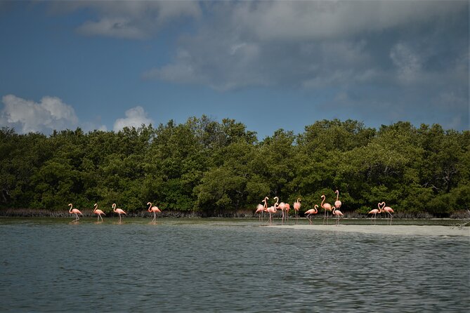 Boat Tour of Three Islands in Holbox with Transportation - Isla Pájaros and the reality of birdwatching