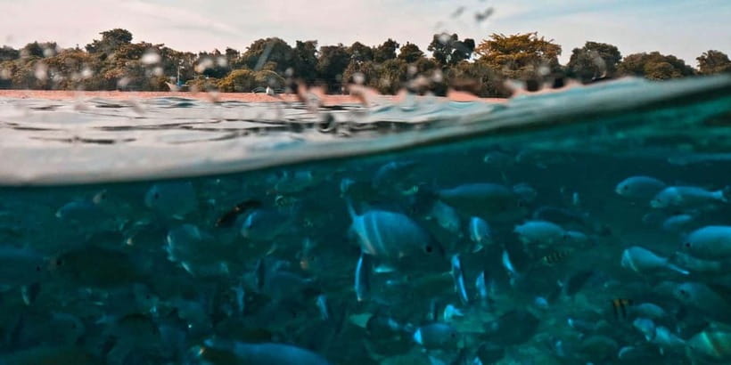 Bohol Dolphin Watching, Balicasag, and Virgin Island Tour - Key points to know before booking