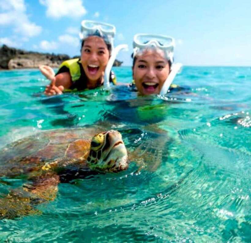 Bohol: Dolphin Watching & Sea Turtle Swim Island Tour - Key points to know before you book