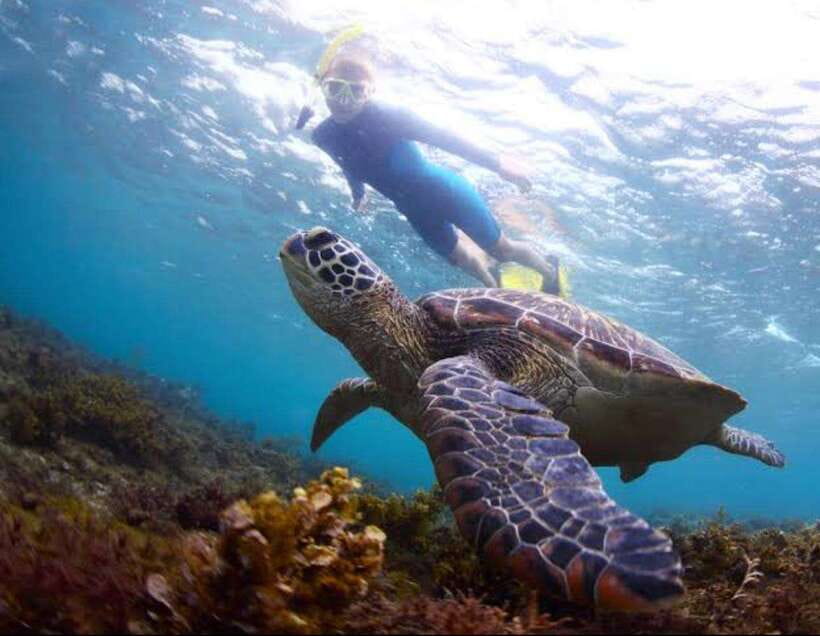 Bohol: Dolphin Watching & Sea Turtle Swim Island Tour - Why this Bohol morning works so well