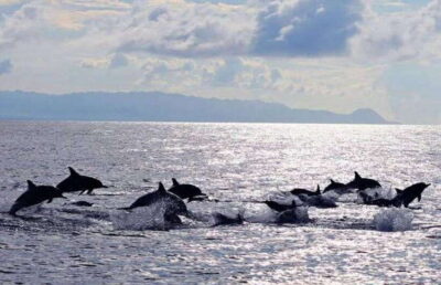 Bohol: Dolphin Watching & Sea Turtle Swim Island Tour