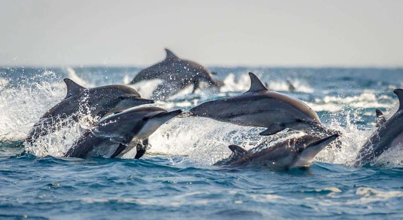 Bohol: Dolphin Watching & Sea Turtle Swim Island Tour - Balicasag Island’s coral and fish