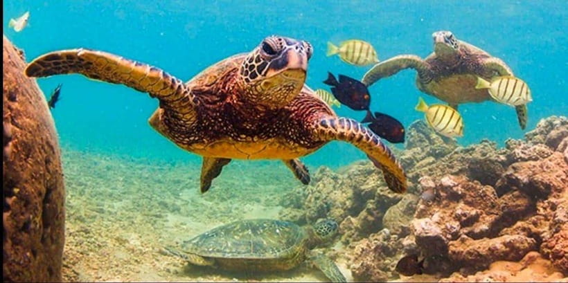 Bohol: Dolphin Watching & Sea Turtle Swim Island Tour - What to bring for a smoother morning