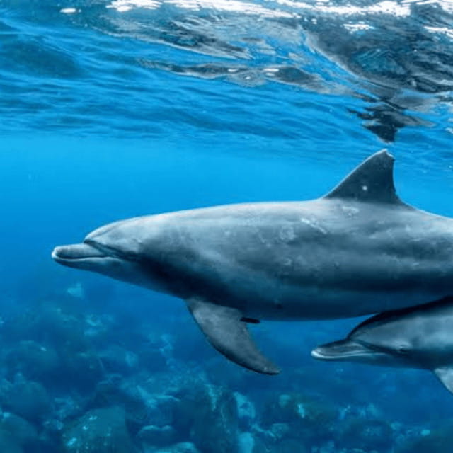 Bohol: Panglao Island Hopping Tour with Snorkeling (Private) - Sunrise dolphin watching near Panglao