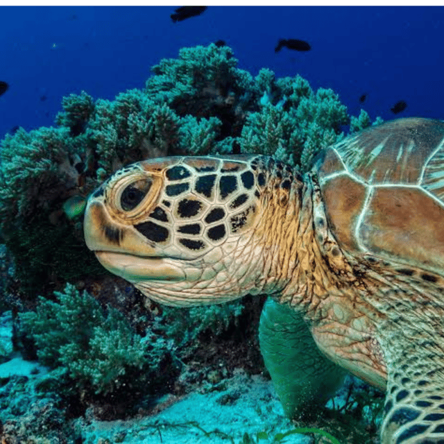 Bohol: Panglao Island Hopping Tour with Snorkeling (Private) - Who will enjoy this tour most