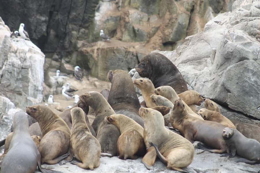Callao: Swimming with Sea Lions Palomino Islands Boat Tour - Should You Book the Palomino Islands Trip?