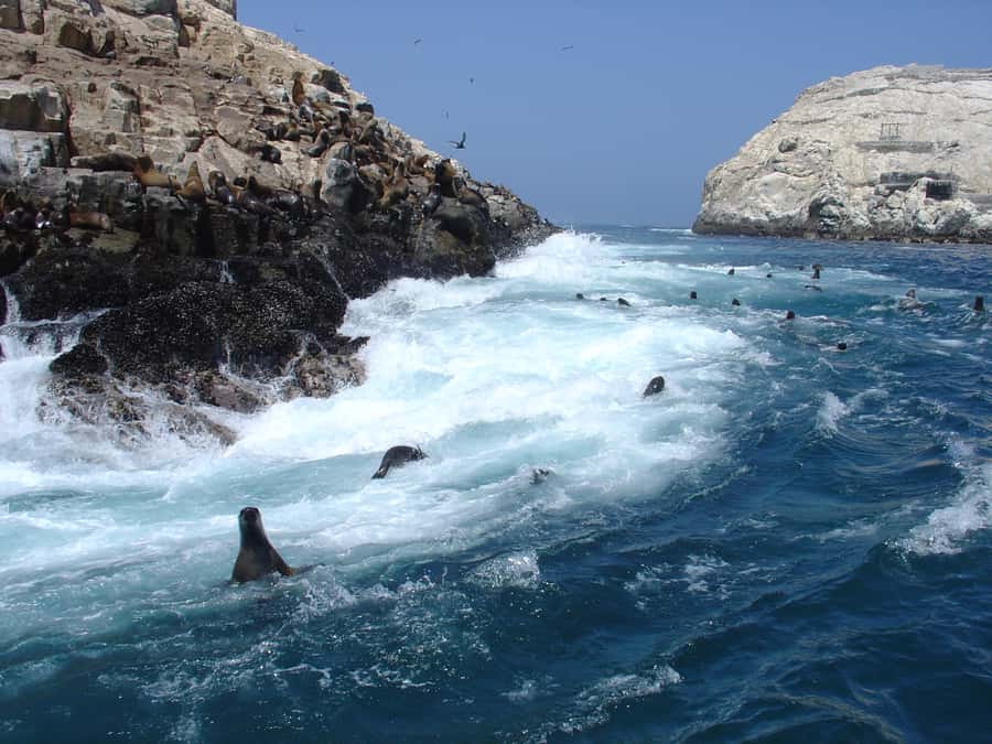 Callao: Swimming with Sea Lions Palomino Islands Boat Tour - Sailing Past El Camotal and San Lorenzo Island