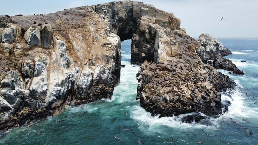 Callao: Swimming with Sea Lions Palomino Islands Boat Tour - Humboldt Penguins and Pacific Seabirds