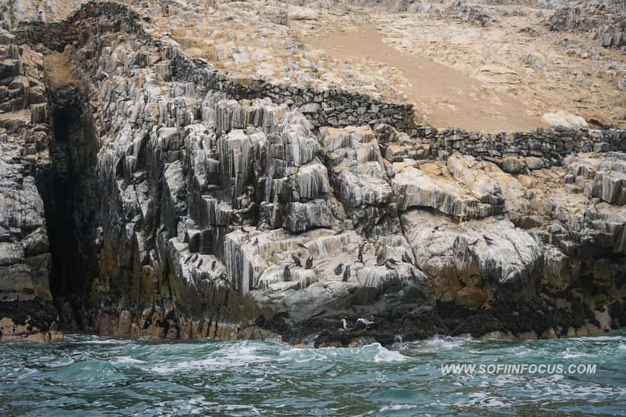 Callao: Swimming with Sea Lions Palomino Islands Boat Tour - Who Should Book This Boat Tour?