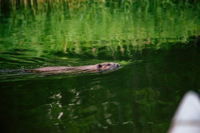 Canoe adventure in Stockholm Archipelago - Why the fika stop improves the trip