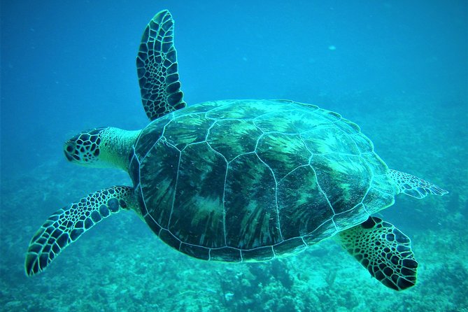 CAPTAIN ALAN'S 4hr -3 Islands-snorkeling-turtles-beach ADVENTURE - Key points to know before you go