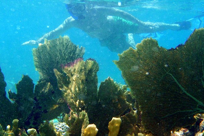 CAPTAIN ALAN'S 4hr -3 Islands-snorkeling-turtles-beach ADVENTURE - Is $99 a fair price?