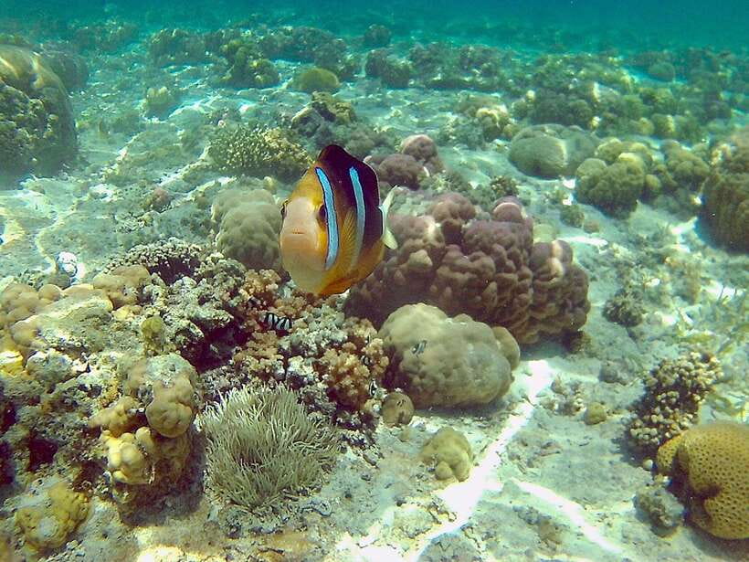 Cebu: Mactan Island Hopping Boat Tour with Lunch - Key points to know before booking